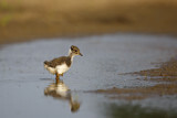 Image. Northern Lapwing
