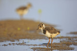 Image. Northern Lapwing