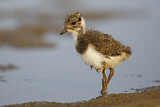 Image. Northern Lapwing