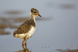 Image. Northern Lapwing