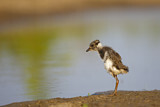 Image. Northern Lapwing