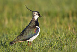 Image. Northern Lapwing