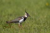 Image. Northern Lapwing