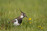 Image. Northern Lapwing
