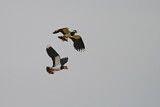 Image. Northern Lapwing