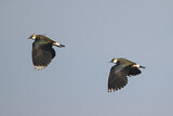 Image. Northern Lapwing