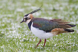 Image. Northern Lapwing
