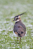Image. Northern Lapwing