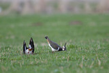 Image. Northern Lapwing