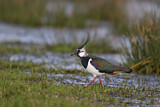 Image. Northern Lapwing
