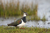 Image. Northern Lapwing