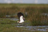 Image. Northern Lapwing