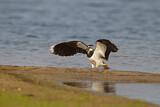 Image. Northern Lapwing
