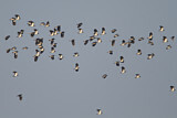 Image. Northern Lapwing