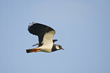 Image. Northern Lapwing