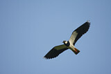 Image. Northern Lapwing