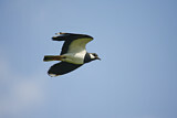 Image. Northern Lapwing