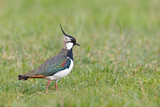 Image. Northern Lapwing