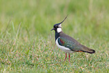 Image. Northern Lapwing