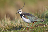 Image. Northern Lapwing