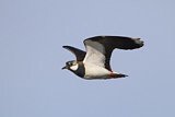 Image. Northern Lapwing