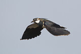 Image. Northern Lapwing