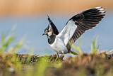 Image. Northern Lapwing