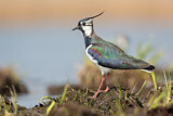 Image. Northern Lapwing