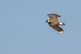 Image. Northern Lapwing