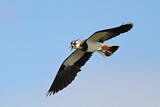 Image. Northern Lapwing