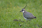Image. Northern Lapwing