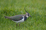 Image. Northern Lapwing