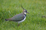Image. Northern Lapwing