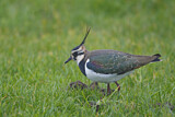 Image. Northern Lapwing