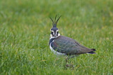 Image. Northern Lapwing