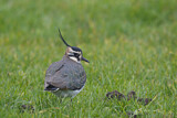 Image. Northern Lapwing
