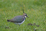 Image. Northern Lapwing