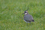 Image. Northern Lapwing