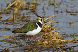 Image. Northern Lapwing
