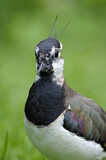 Image. Northern Lapwing