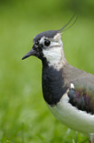 Image. Northern Lapwing
