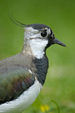 Image. Northern Lapwing