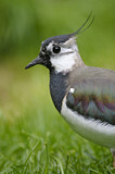 Image. Northern Lapwing