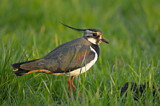Image. Northern Lapwing