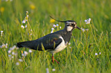 Image. Northern Lapwing