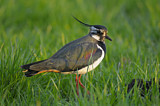 Image. Northern Lapwing