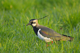 Image. Northern Lapwing