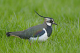 Image. Northern Lapwing