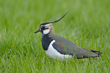 Image. Northern Lapwing