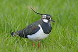 Image. Northern Lapwing